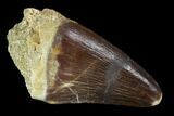 Mosasaur (Prognathodon) Tooth #96797-1
